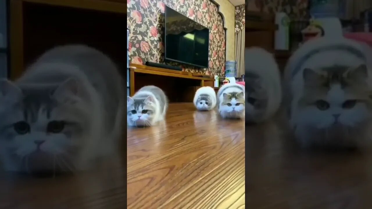 funny cat