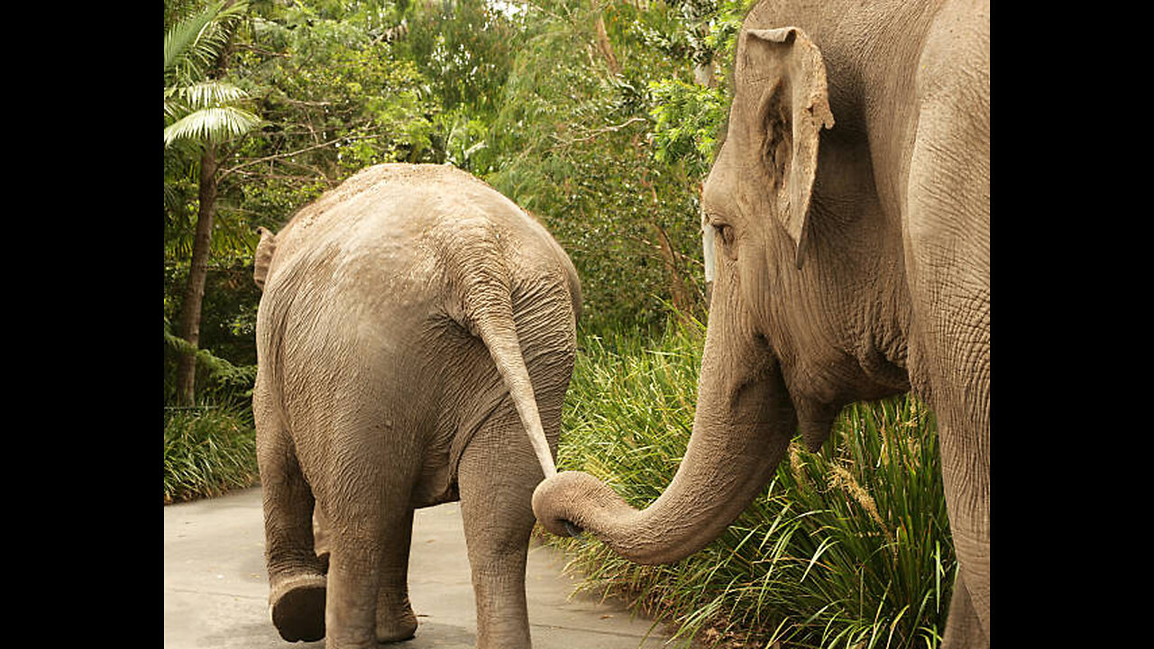 Baby elephants don't suck their thumbs