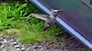 IECV NV #528 - 👀 Quick Clip Of The Hummingbird 🐥 5-6-2018