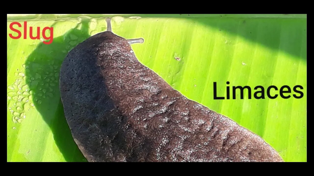 Limaces Slugs in the garden slime life