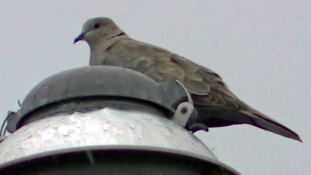 IECV NV #608 - 👀 Doves Hanging Out On The Pole Light In The Rain 6-3-2018