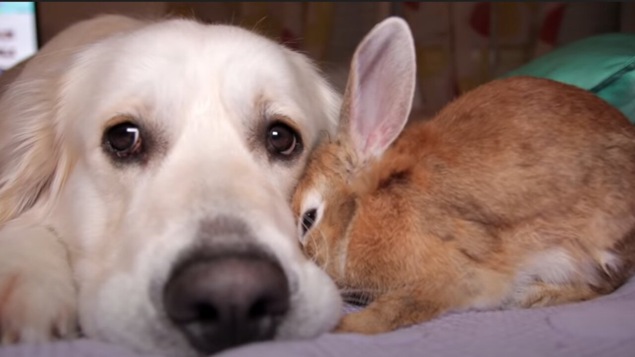 Rabbit Shows Dog His Love