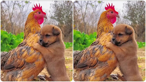 Friendship - puppy and chicken . A beautiful moment