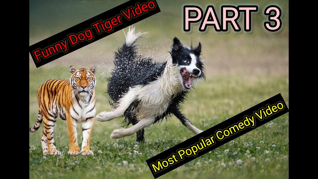 Dog Funny & fake Lion Prank To dog Best Dog Comedy Part.3