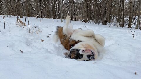 St Bernard- Baby Walter sliding into 2021