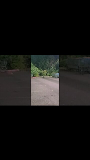 #kittys #playing #fy #foryou #fyp #viralshorts #animals #cat #kitten #cats #cute #animal #viral #kat