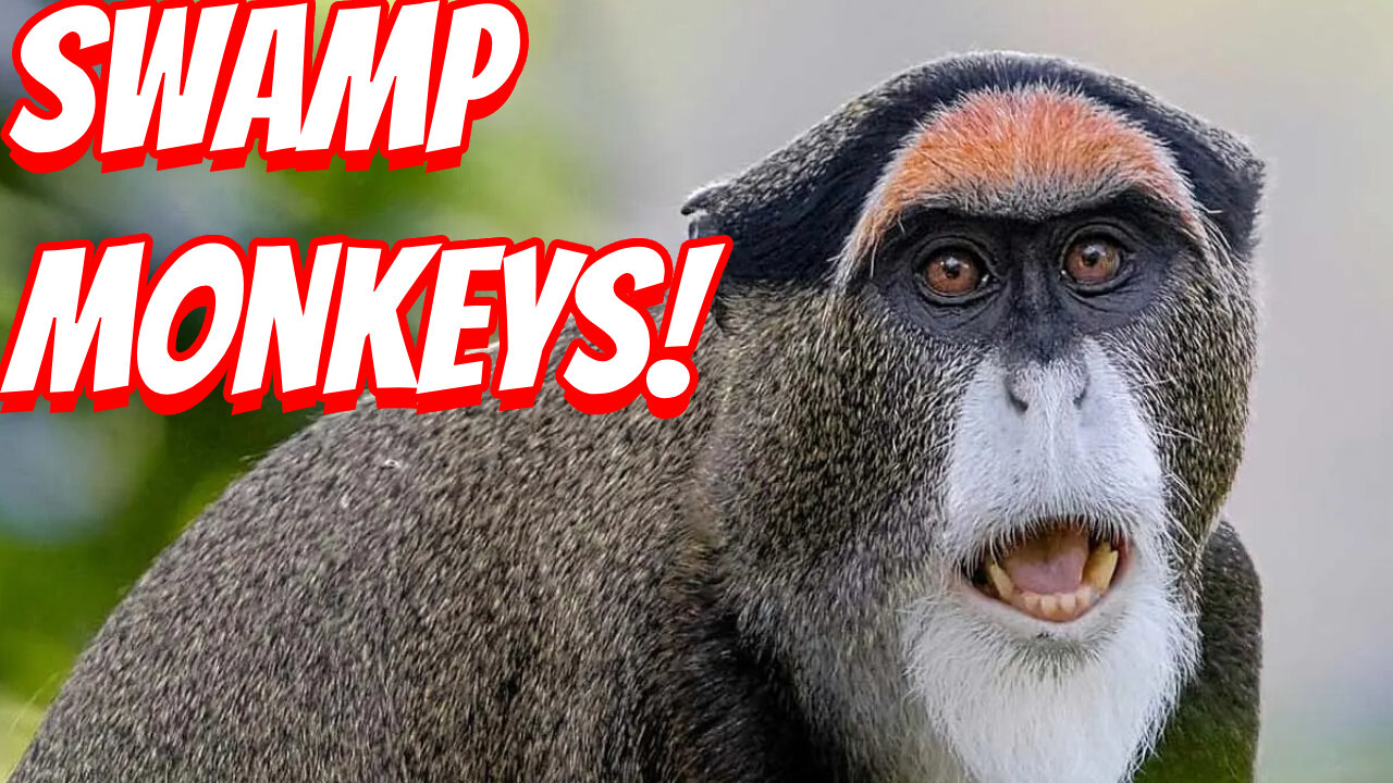 How Expensive Are De Brazza’s Monkey To Own!