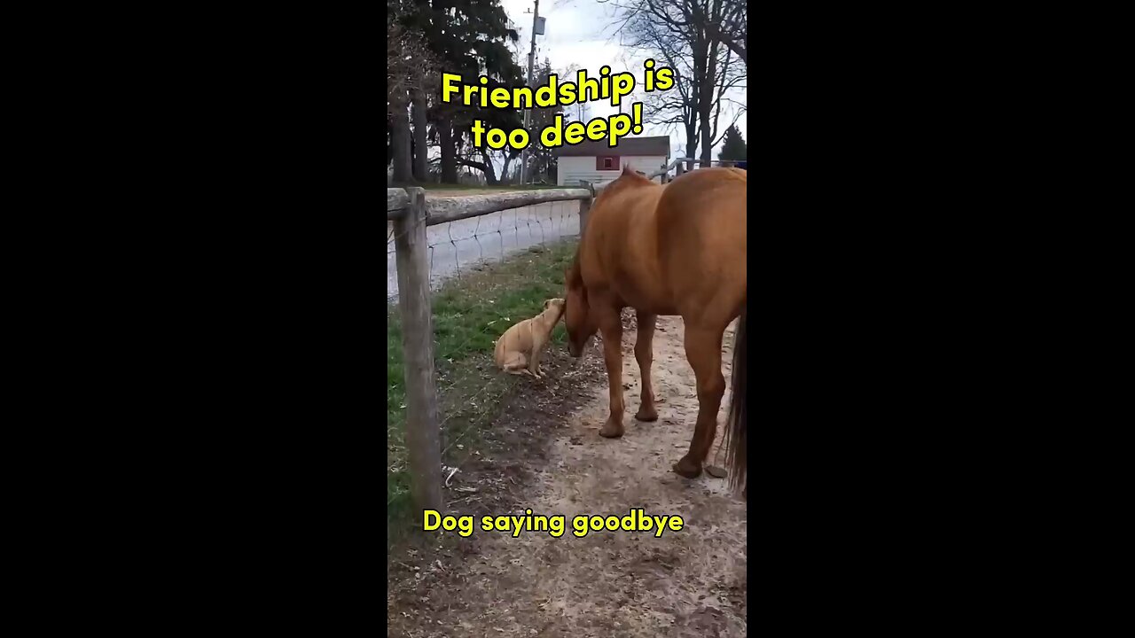 so emotional dog and horse saying goodbye