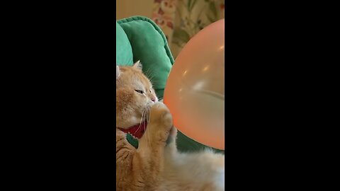 Boom.scared me! #funny_cats#cats#funny_videos