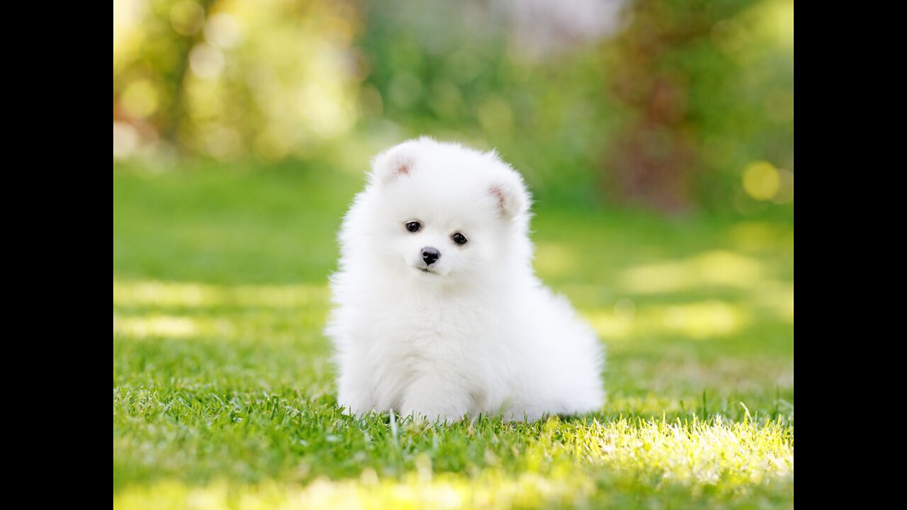 Cute dog after grooming