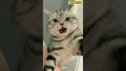 cute cat videos 😹 funny videos 😂 705 😻 #shorts #shortsfunny #cutecat #funnycat #catvideos #catscare