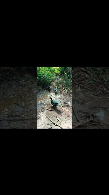 A couple of Muscovy girls