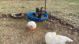 Ducks chilling in December