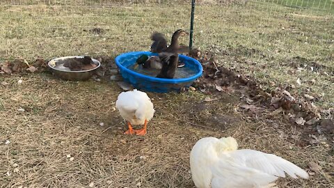 Ducks chilling in December