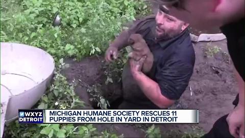 Humane Society rescues puppies in hole