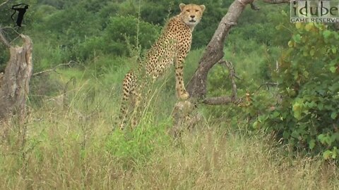 3 Male Cheetah