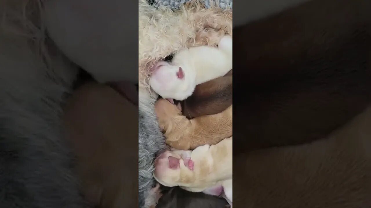 Jesse's Litters Has Arrived - All 7