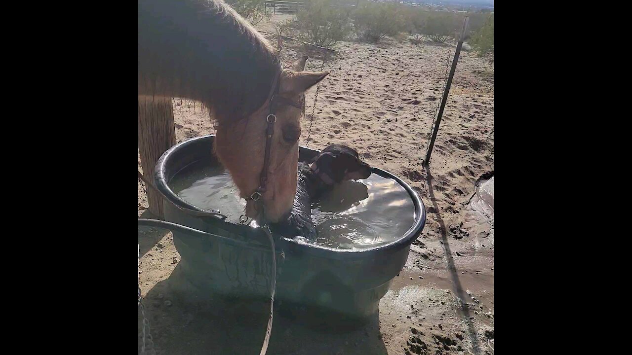 MOM! There's a dog in my water!!!