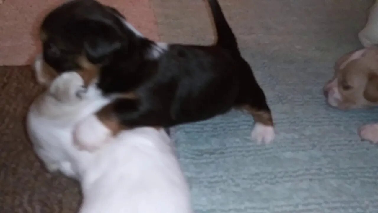 E Litter 10/13/19(2)