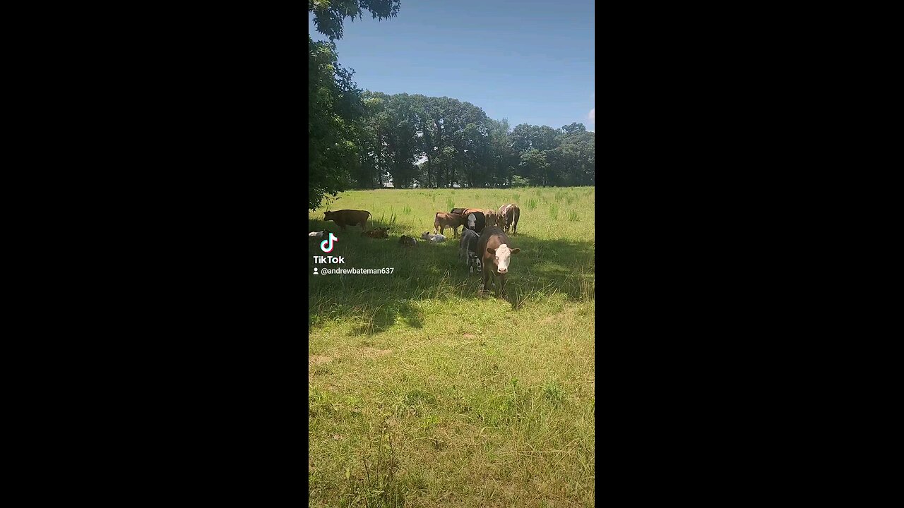 Cows and calves chillin'.