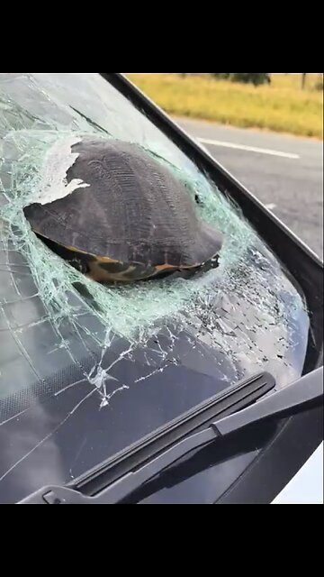 TURTLE CRASHES🚦🛣️🐢🚙👮‍♂️🚓📸INTO MOVING VEHICLE WINDSHIELD🛣️🐢🚙💫
