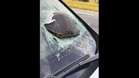 TURTLE CRASHES🚦🛣️🐢🚙👮‍♂️🚓📸INTO MOVING VEHICLE WINDSHIELD🛣️🐢🚙💫