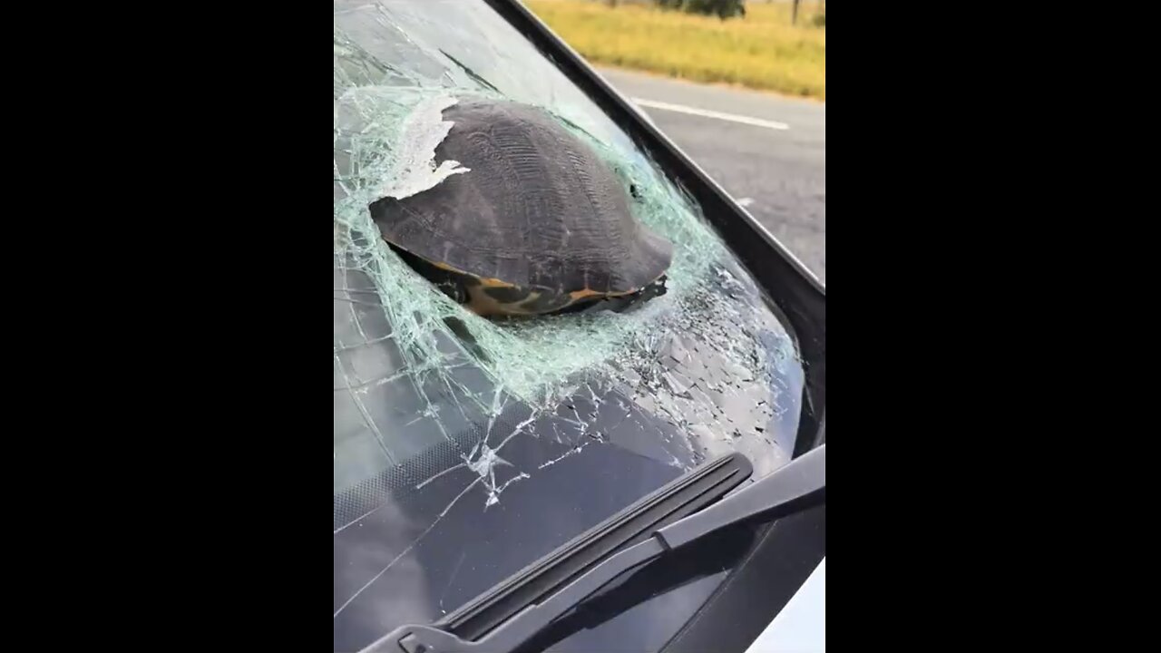 TURTLE CRASHES🚦🛣️🐢🚙👮‍♂️🚓📸INTO MOVING VEHICLE WINDSHIELD🛣️🐢🚙💫