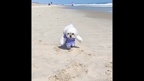 funny animal video