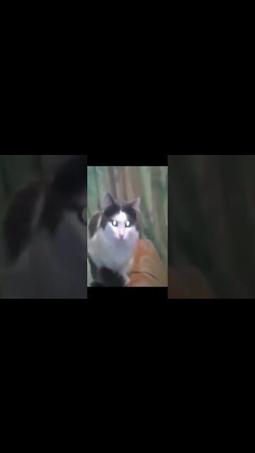 E ai? Da pra deixar eu fazer de boa? fecha a Porta ai... #shorts