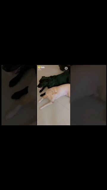 animal funny video, new funny shorts, 2022 funny shorts