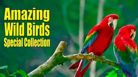 Beautiful Birds Collection