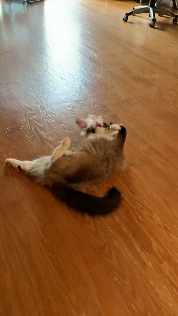 Mittsy and new unicorn #2