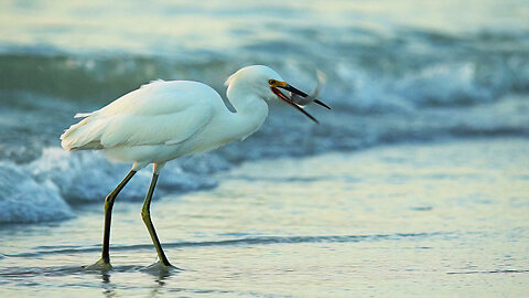 Egret Catches Dinner