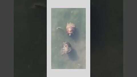 Bet you can’t catch me.. 😅