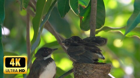 Heartwarming Moments: Mother Birds Feeding Their Babies