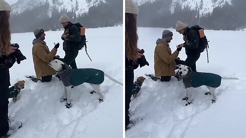 Dog Howls In Excitement When His Owners Get Engaged