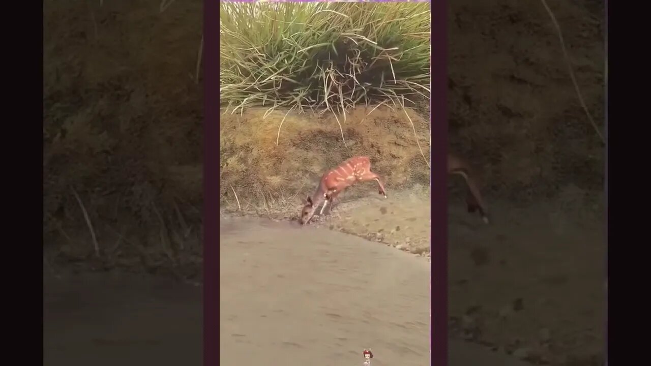 Esse foi um ninja #shorts