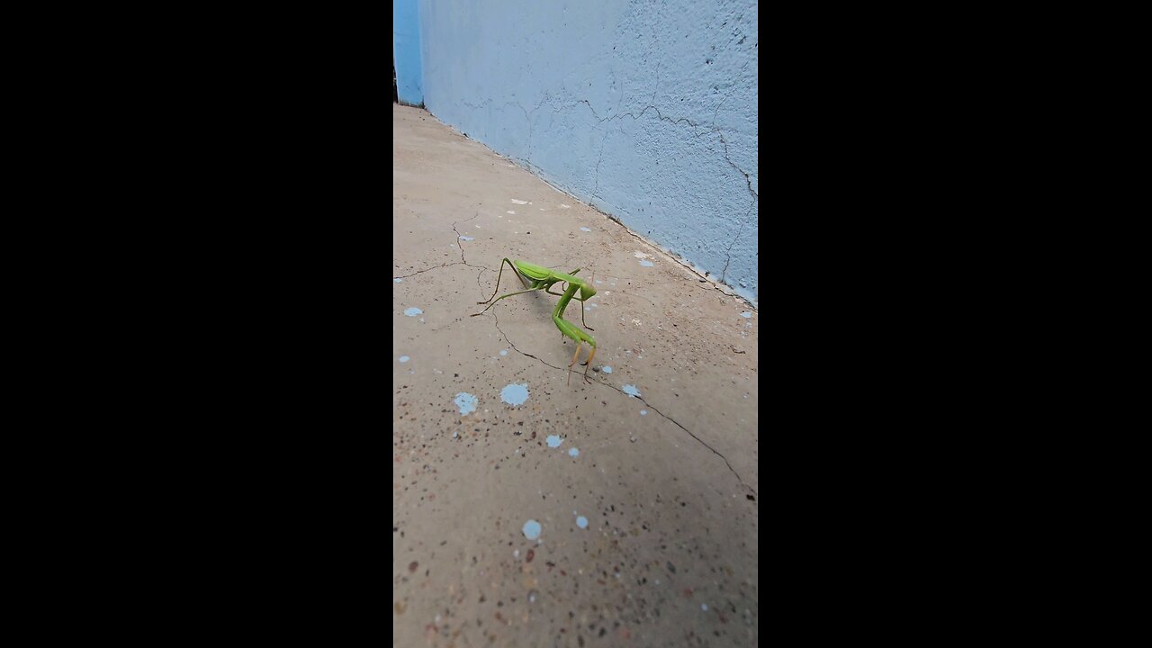 mantis at home