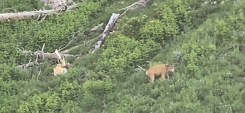 July 2nd antler growth. Buck #4.