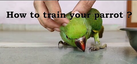 How to massage you Parrot easily