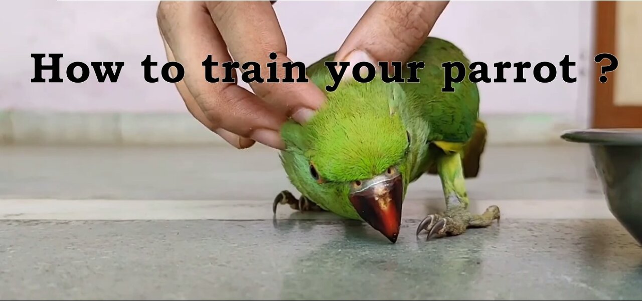 How to massage you Parrot easily
