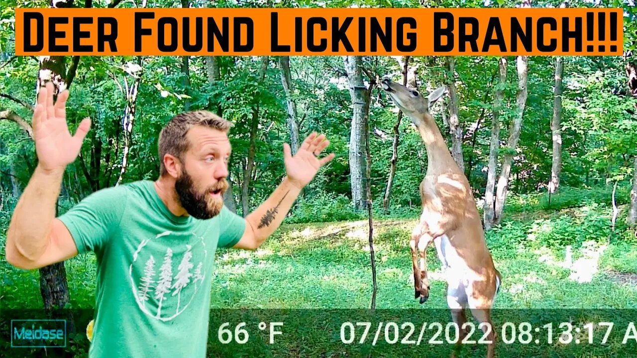 CHECKING My DEER Licking Branch!!! (Great Results)