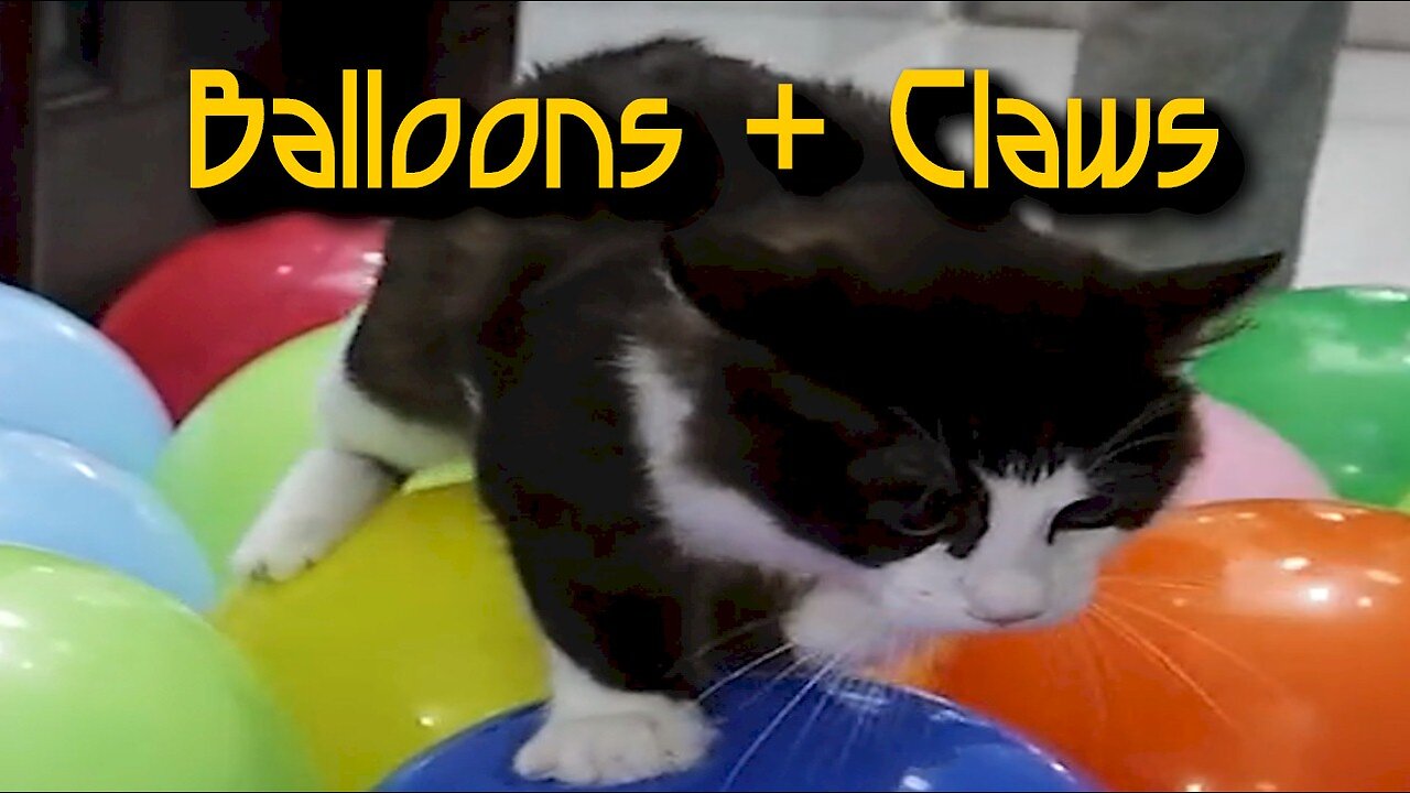 Balloon Cat