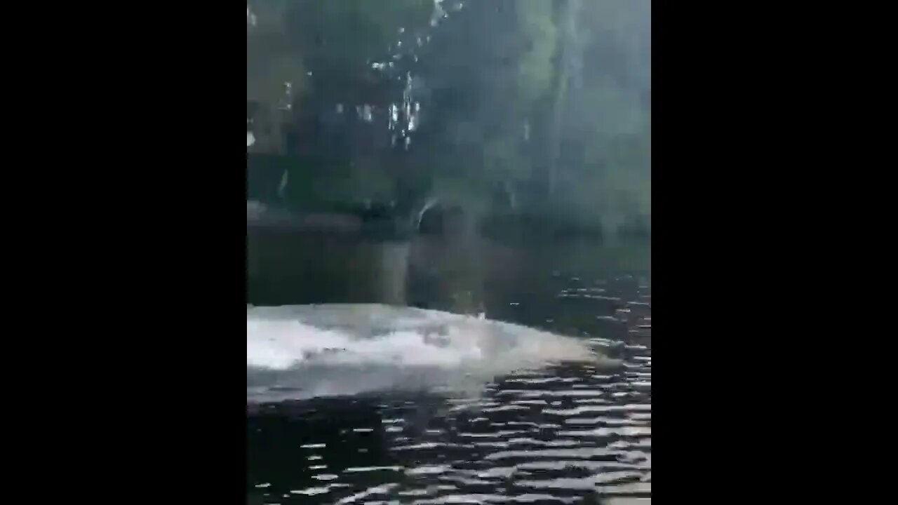 Crocodiles Swimming Speed
