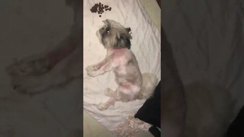 My Shih tzu's talent...