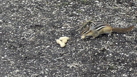 Chipmunk wishing it could stuff more peanuts in its mouth