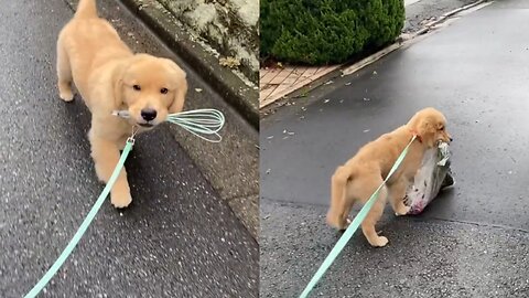 Golden retriever puppy takes random things with him on walks