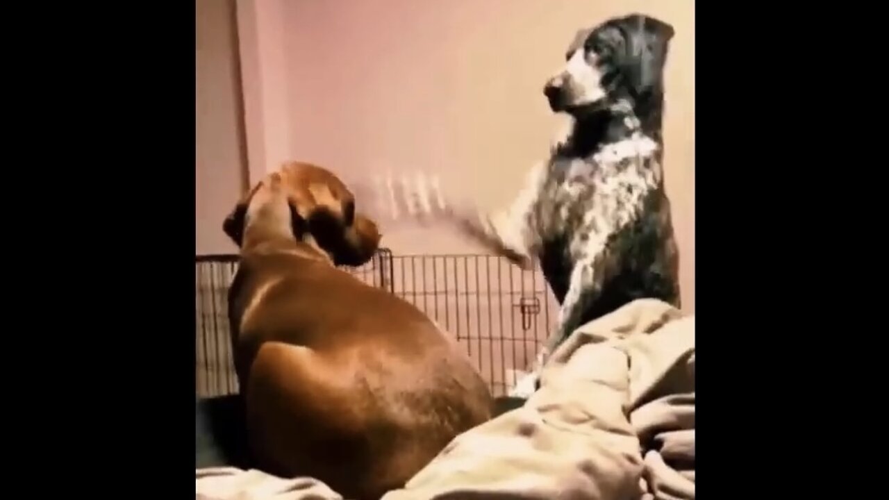 Latest funny clip 2024
