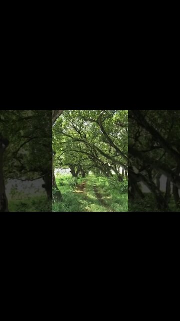 Best Relaxing Sound & Video | Forest | #shorts