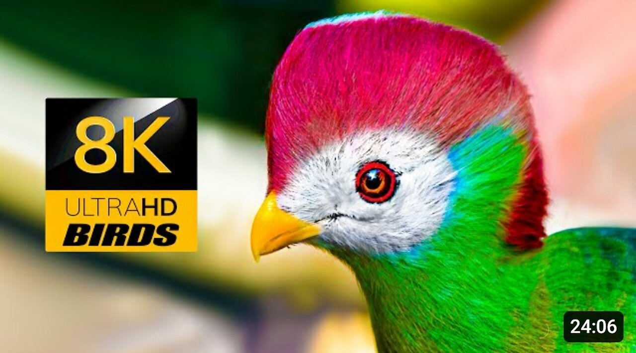 Ultimate Birds Collection 8K HDR 60FPS ULTRA HD